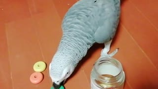 Tidy parrot is very efficient at cleaning up his mess
