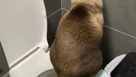 Adorable cat sit on the toilet seat and doing... something