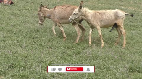 Donkey and donkeys groom each other New meeting Murrah