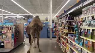 Man goes shopping in a pet shop - with his pet camel