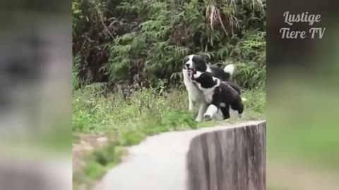 Best Funny Cat And dogs