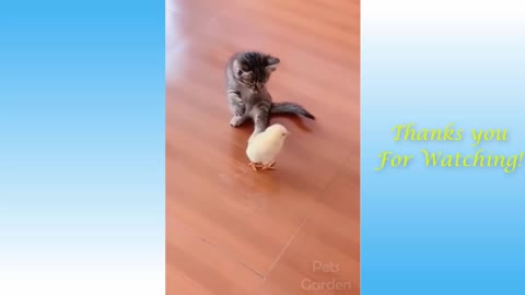 Crazy dancing cat