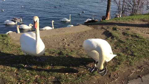 White Couple SunShine Goose Gets Fresh Air After Swimming