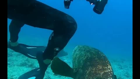 A scuba diver is defending his lobster from a hungry goliath grouper!