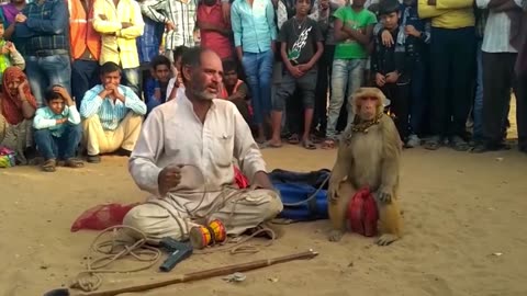A talented monkey is showing his performance train by a man!