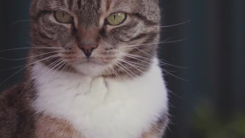 Close-Up Video Of Cat Yawning