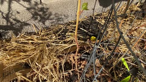 Grapevine plant care update