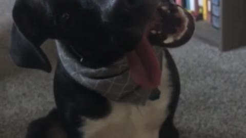 Black and white dog tilts head in curiosity