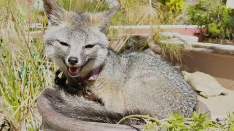 A Young Fox