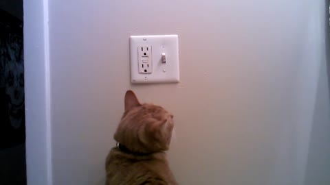 Cat determined to save electric energy