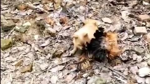 Chickens VS Dog fight-funny video!