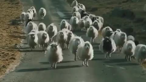 Watch out for traffic at the Faroe Island