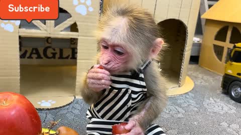 very smart monkey