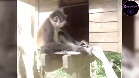 Monkey shenanigans