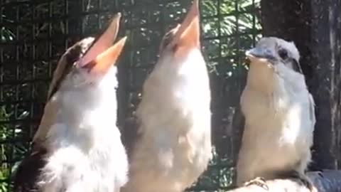 Laughing kookaburas