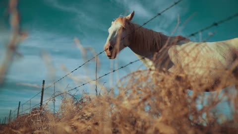 Amazing View Of Male Horse Near Farm Fence