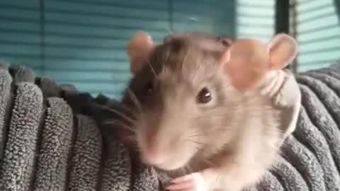 Rat eating