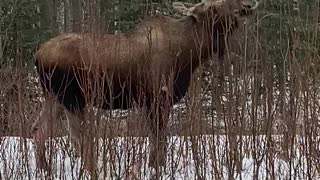 Another Moose by the house!