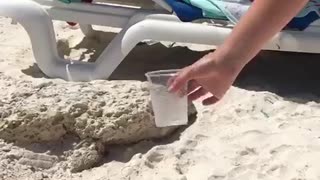 Iguana bebe agua de un vaso