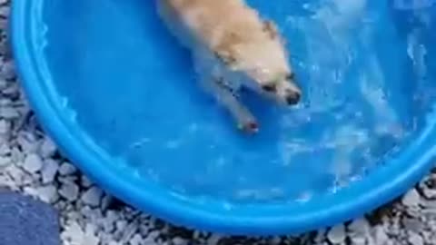 Dogs pool 🐕♥️😂😂😂