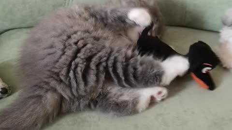 Funny kitty Simona playing with toy dachshund