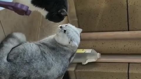 cats falling into a fight.