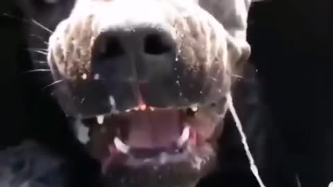 Why is this dog so angry_ _scream__muscle_ ( 720 X 5.mp4
