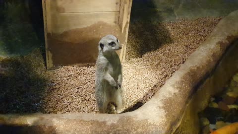 Meerkat is so cute right in front of you