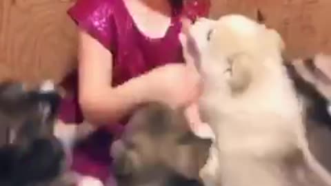 Husky puppies and little princess