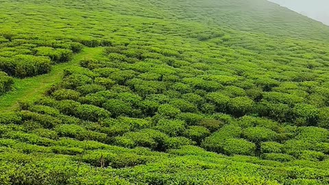 Temi tea garden, gangtok