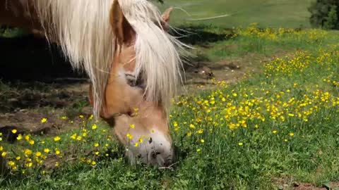 BEAUTIFUL HORSES||ANIMALS LOVER