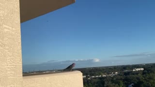 Pigeon in the lanai