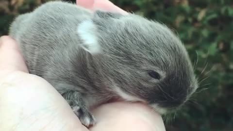 Tiny baby bunny rabbit is a cuteness overload!