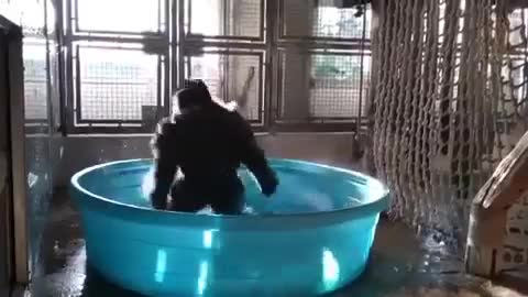 The people at the Dallas Zoo were amazed what this gorilla did when left alone at bath time