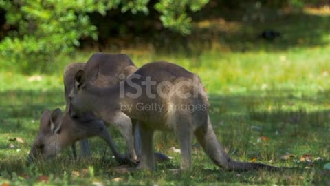 Hungry kangaroo eating so nicely
