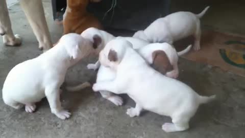 Cachorritos pitubll