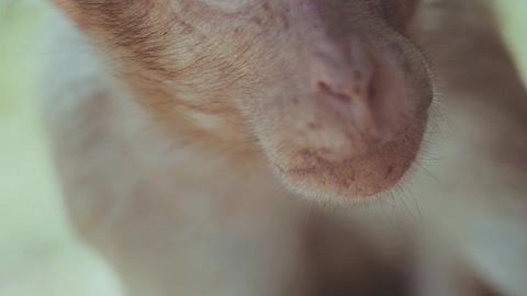 Relax monkey 🐒 animal video