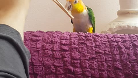 Bijou Parrot loves sushi stick and feet