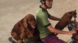 Pups on Two Wheels