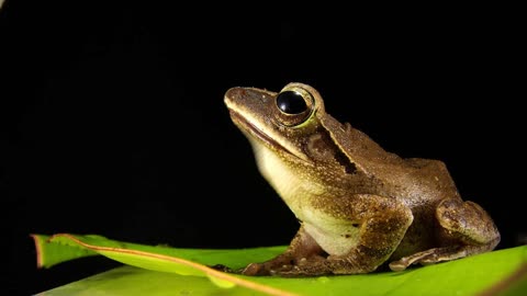 FROGS | RELAXATION.