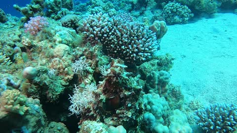 Coral reef and water plants in the Red Sea, Dahab, blue lagoon Sinai Egypt 9