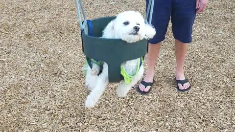 White dog in neon green shirt on swing