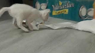 kitten does his chores