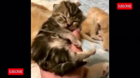 Funny animal|funny animals video|try not to laugh #cute & #funny - #cat - #video - #shorts 😁 Please follow me