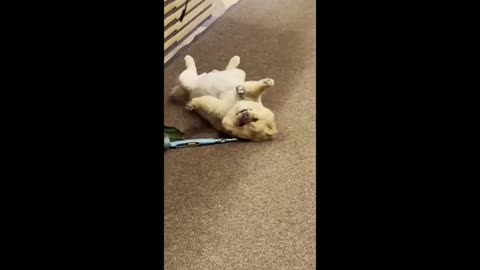 Cute dog plays dead in NYC apartment lobby #Shorts