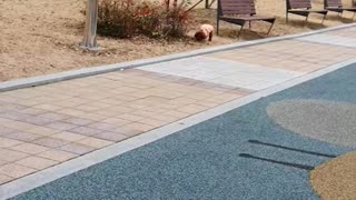 Dog playing on the playground