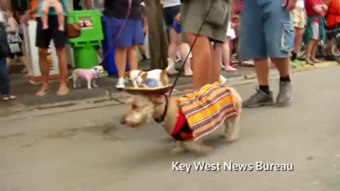 Dog parade rings in New Year