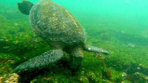 Floating with Giants: An Exciting Journey with the Pacific Green Sea Turtles