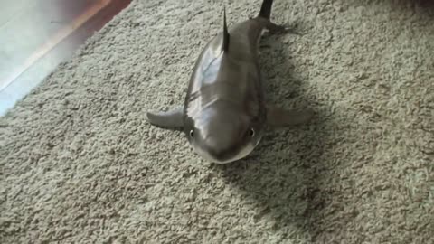Cutest Baby Shark Happy Shark Funny