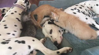 Sweet Foster Kitten Showers Dalmatian Dog With Kisses